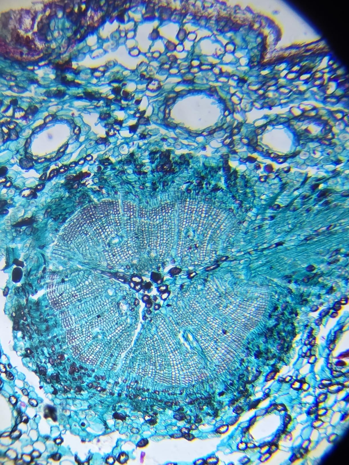 Buen microscopio para niños