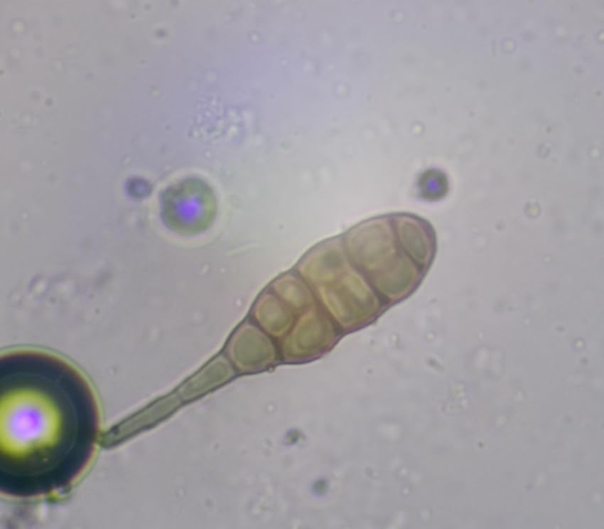 Ideal para laboratorio y fotografía