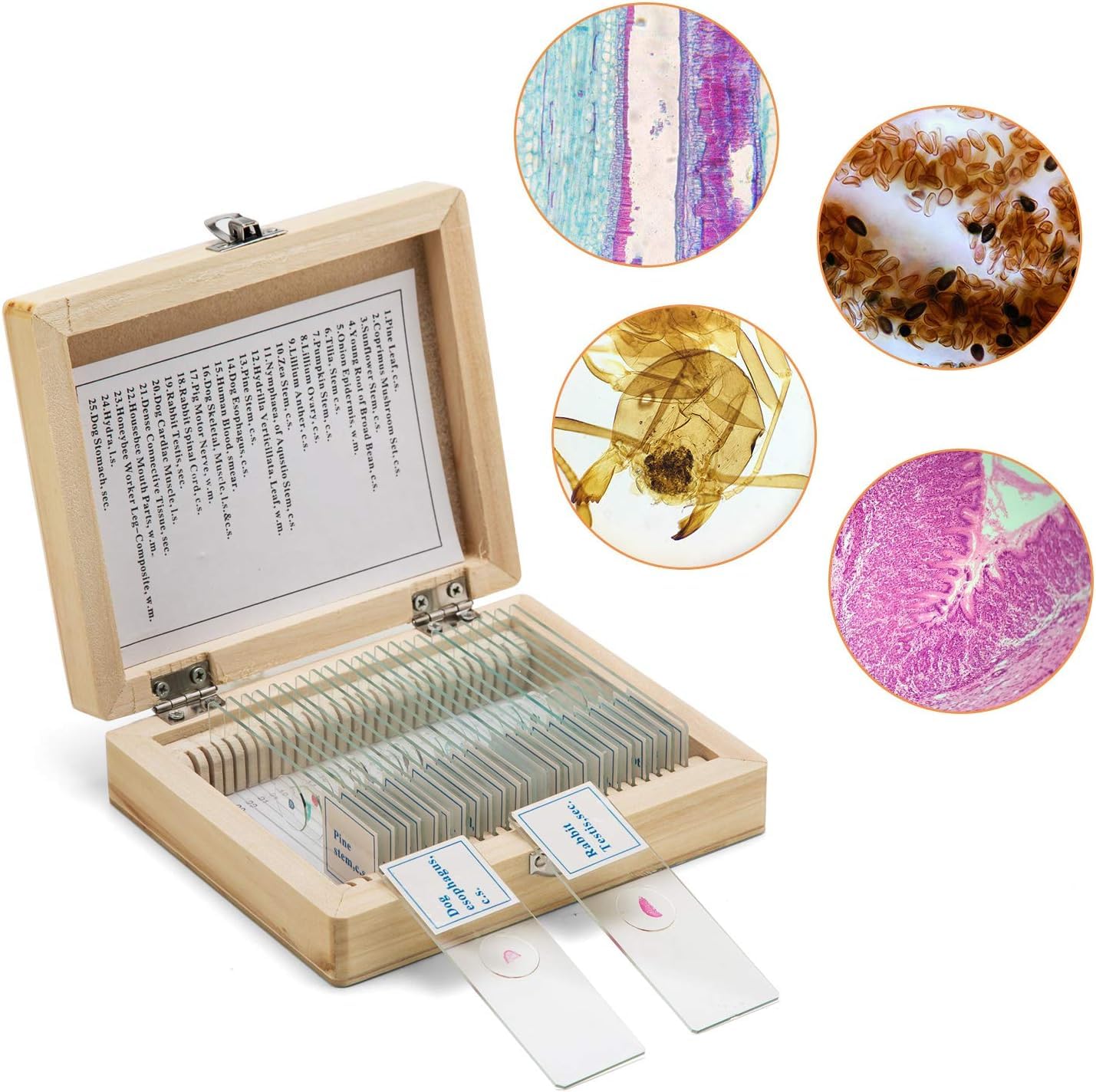 swift-caja-de-madera-con-25-preparaciones-para-microscopio image 2